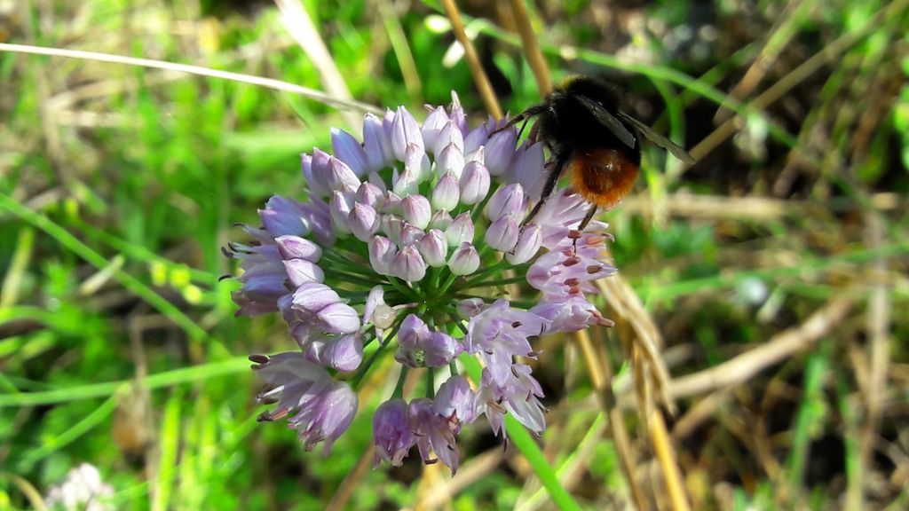 Allium  ma quale?  Allium suaveolens